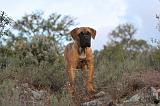 CANE CORSO 152